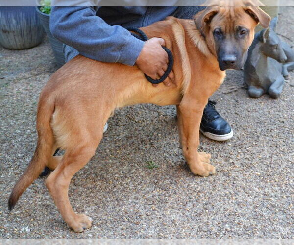 Medium Photo #4 Mastiff-Unknown Mix Puppy For Sale in Enfield, CT, USA