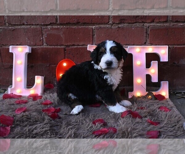 Medium Photo #24 Bernedoodle Puppy For Sale in ELMWOOD, IL, USA