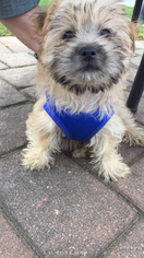 Morkie Puppy for sale in PARSIPPANY, NJ, USA
