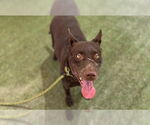 Small #1 Labrador Retriever Mix