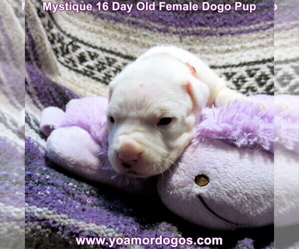 Medium Photo #27 Dogo Argentino Puppy For Sale in JANE, MO, USA