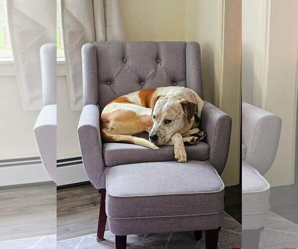 Medium Photo #4 American Staffordshire Terrier-Unknown Mix Puppy For Sale in Hewitt, NJ, USA