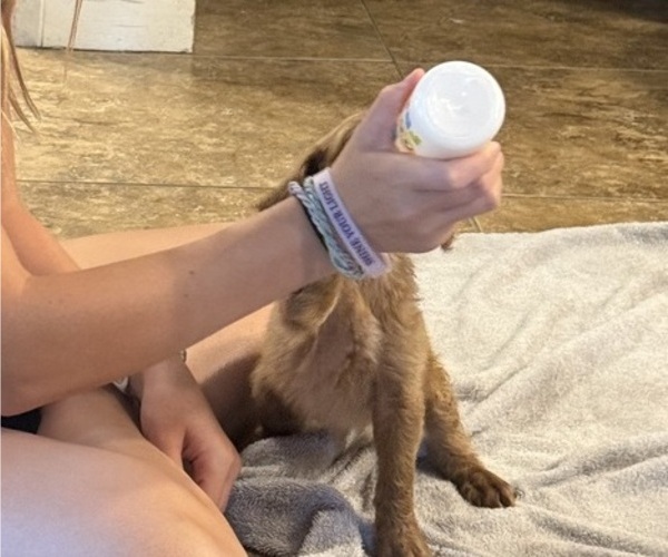 Medium Photo #5 Goldendoodle Puppy For Sale in PHOENIX, AZ, USA