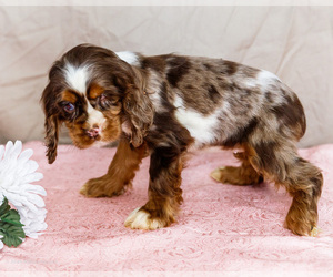 Cocker Spaniel Puppy for sale in WAKARUSA, IN, USA