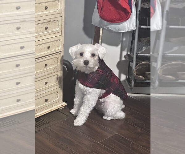 Medium Photo #1 Schnauzer (Miniature) Puppy For Sale in PARSONS, TN, USA