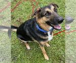 Small #7 German Shepherd Dog