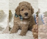 Small #4 Poodle (Miniature)