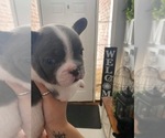 Small Photo #5 French Bulldog Puppy For Sale in POPLAR GROVE, IL, USA