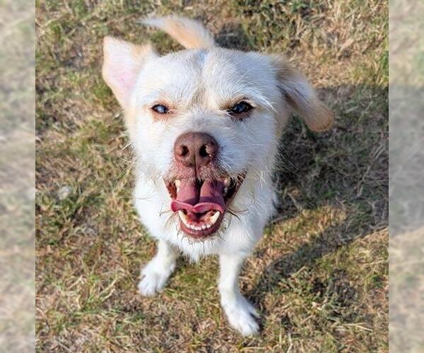Medium Photo #2 Border Terrier Puppy For Sale in Houston, TX, USA
