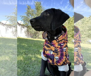 Lukke - Male Labrador Retriever-Unknown Mix Dog for Adoption - Photo #5