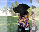 Small Photo #5 Labrador Retriever-Unknown Mix Puppy For Sale in Sandy, UT, USA