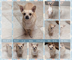 Chug Dogs for adoption in Mesa, AZ, USA