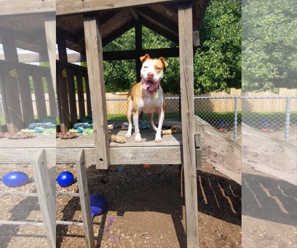 Medium Photo #7 American Pit Bull Terrier-Unknown Mix Puppy For Sale in Belleville, MI, USA