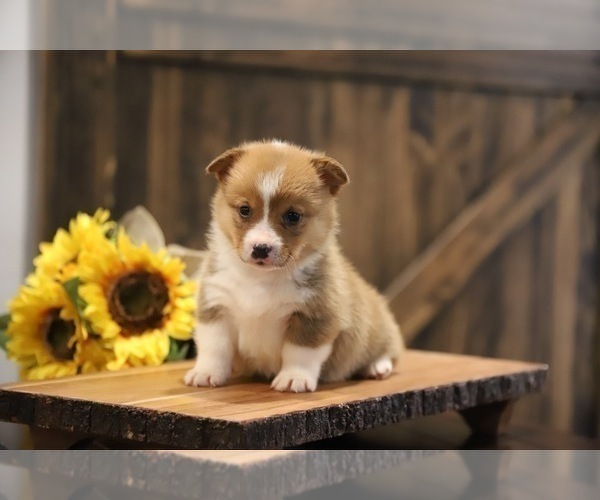 Medium Photo #1 Pembroke Welsh Corgi Puppy For Sale in BLUFORD, IL, USA