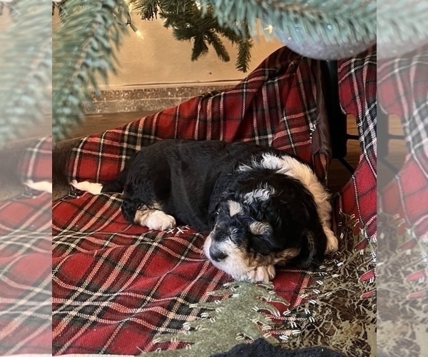 Medium Photo #3 Aussiedoodle Miniature  Puppy For Sale in DOSS, MO, USA