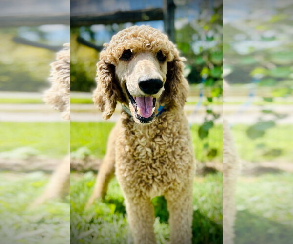 Medium Photo #2 Poodle (Standard)-Unknown Mix Puppy For Sale in Pacolet, SC, USA
