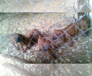 Redbone Coonhound Puppy for sale in BUNNELL, FL, USA