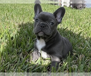 French Bulldog Puppy for sale in SAINT CLOUD, FL, USA