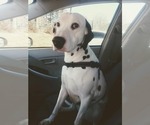 Small Photo #1 Dalmatian Puppy For Sale in HICKORY, NC, USA
