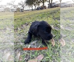 Small Photo #11 Labradoodle Puppy For Sale in HOCKLEY, TX, USA