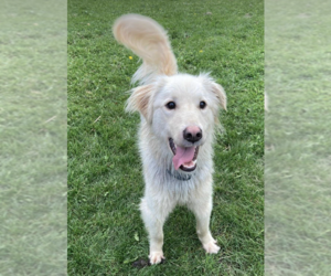 Golden Retriever-Unknown Mix Dogs for adoption in Anchorage, AK, USA