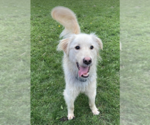 Small Golden Retriever Mix