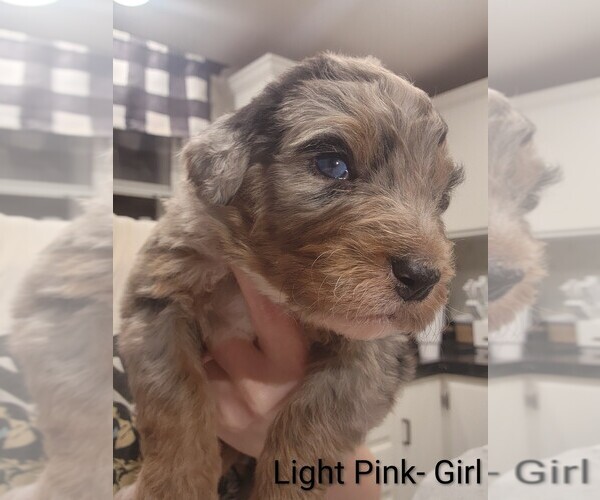 Medium Photo #20 Aussiedoodle Puppy For Sale in BOONEVILLE, AR, USA