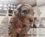 Small Photo #20 Aussiedoodle Puppy For Sale in BOONEVILLE, AR, USA