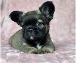 Small #3 French Bulldog