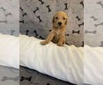 Puppy 10 Goldendoodle