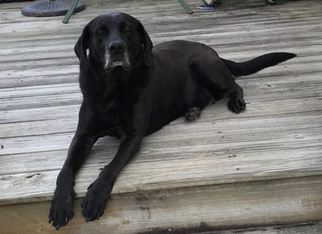 Labrador Retriever Dogs for adoption in WINTERVILLE, NC, USA