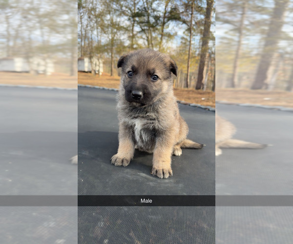 Medium Photo #7 German Shepherd Dog Puppy For Sale in SPARTANBURG, SC, USA