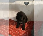 Small #8 Newfoundland
