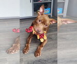 Small Photo #13 Mutt Puppy For Sale in Strongsville, OH, USA