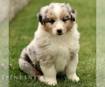Small #1 Australian Shepherd