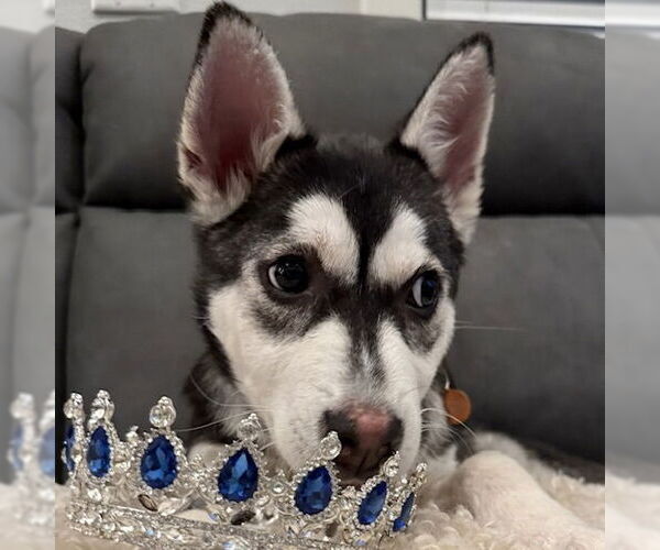Medium Photo #5 Siberian Husky-Unknown Mix Puppy For Sale in Fargo, ND, USA