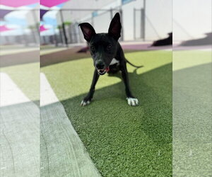 Jessi *Arriving 2/20* - Female Jack Russell Terrier-Labrador Retriever Mix Dog for Adoption - Photo #7