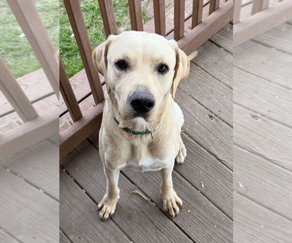 Medium Photo #1 Labrador Retriever-Unknown Mix Puppy For Sale in Fort Worth, TX, USA