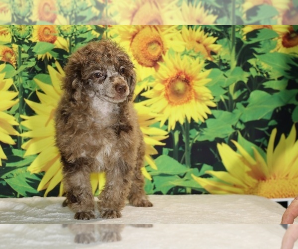 Medium Photo #21 Poodle (Toy) Puppy For Sale in DYERSBURG, TN, USA