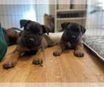 Small Photo #11 Belgian Malinois Puppy For Sale in LAS VEGAS, NV, USA