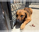Small Anatolian Shepherd Mix