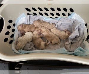 Goldendoodle Litter for sale in ANNA, IL, USA