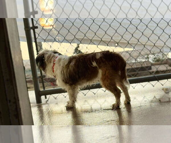 Medium Photo #4 Maltese-Unknown Mix Puppy For Sale in Grafton, WI, USA