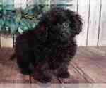 Small Photo #1 Cavapoo Puppy For Sale in MOUNT VERNON, OH, USA
