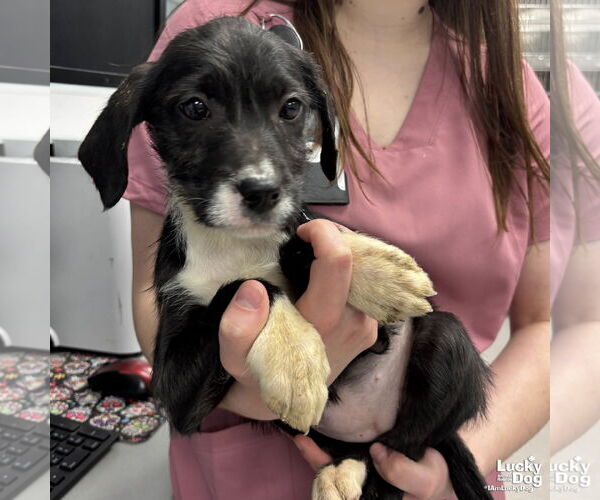 Medium Photo #1 Labrador Retriever-Unknown Mix Puppy For Sale in Washington, DC, USA