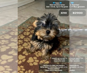 Yorkshire Terrier Puppy for sale in TUCSON, AZ, USA