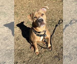 Mutt Dogs for adoption in Evansville, IN, USA