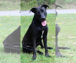 Small #2 Mutt