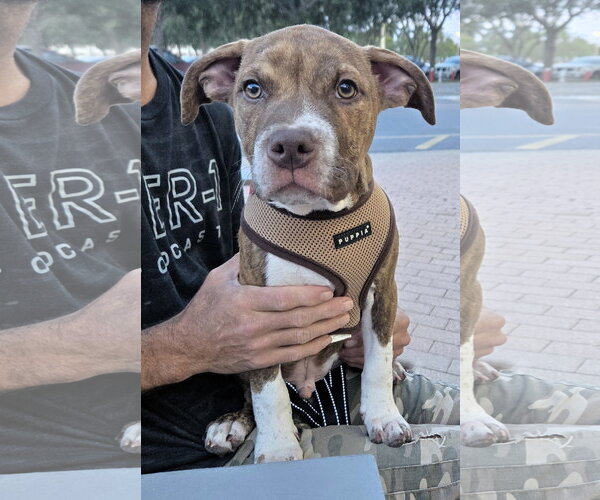Medium Photo #1 American Pit Bull Terrier-American Staffordshire Terrier Mix Puppy For Sale in Lighthouse Point, FL, USA