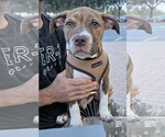 Small American Pit Bull Terrier-American Staffordshire Terrier Mix